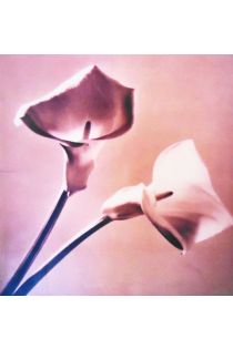 Robert Mapplethorpe Pistils 1082