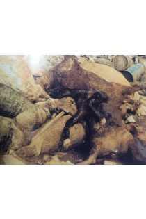 Richard Misrach, Susan Sontag VIOLENT LEGACIES: Three Cantos 1495