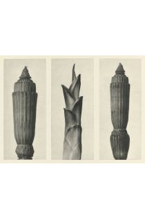 Karl Blossfeldt urformen der kunst 2116