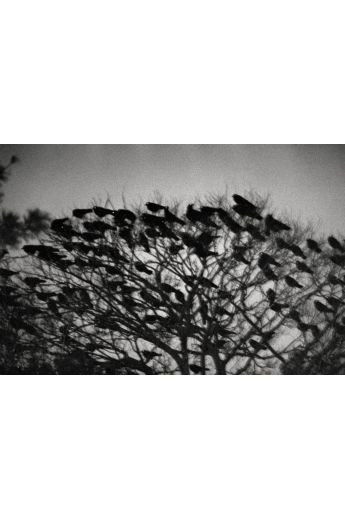 Masahisa Fukase Ravens 2732